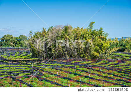 京都府八幡市木津川河床沿岸的茶田 131861298