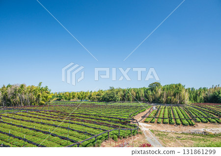 Tea fields spreading along the Kizu River riverbed, Yawata City, Kyoto Prefecture 131861299