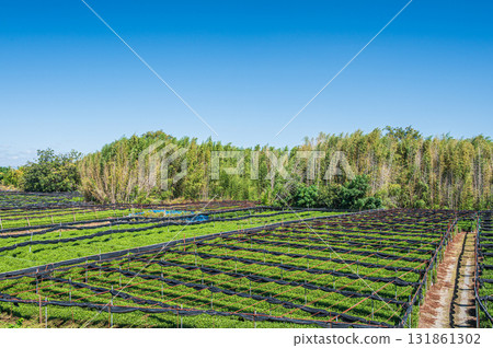 Tea fields spreading along the Kizu River riverbed, Yawata City, Kyoto Prefecture 131861302