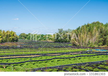 Tea fields spreading along the Kizu River riverbed, Yawata City, Kyoto Prefecture Tea fields spreading along the Kizu River riverbed, Yawata City, Kyoto Prefecture 131861303