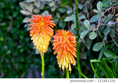 巨型玉米花（秋、十月） 131861320