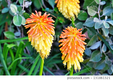 巨型玉米花（秋、十月） 131861321