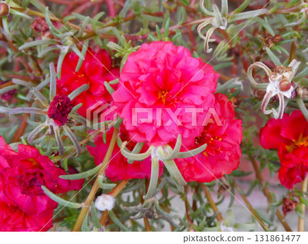 紅色康乃馨 131861477