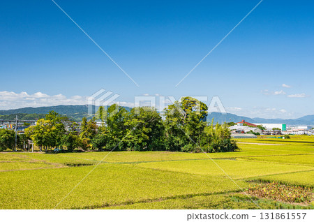京都府八幡市的田園風光 131861557