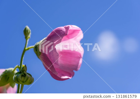 Blue sky and hollyhock flowers after the rainy season 131861579