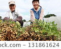 Peanut harvesting senior couple 131861624