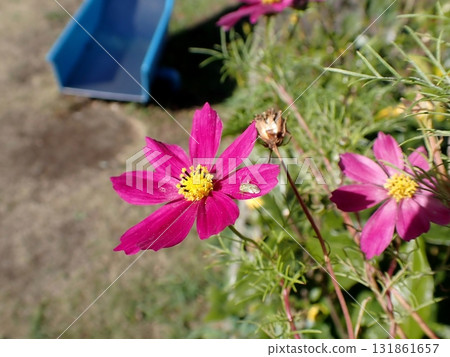 淺條紋蚱蜢和大波斯菊 131861657