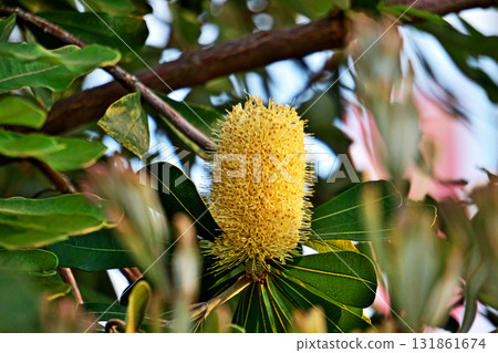 班克木花（秋季，十月） 131861674