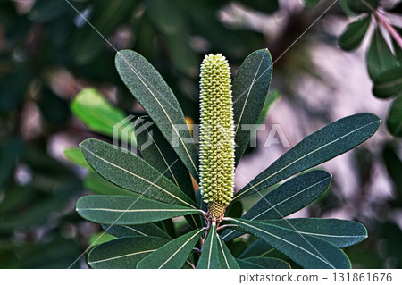 班克木芽(秋季,十月) 班克木芽(秋季,十月) 131861676