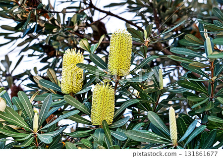 班克木花（秋季，十月） 131861677