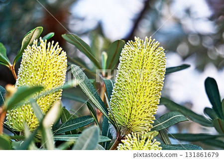 班克木花（秋季，十月） 131861679