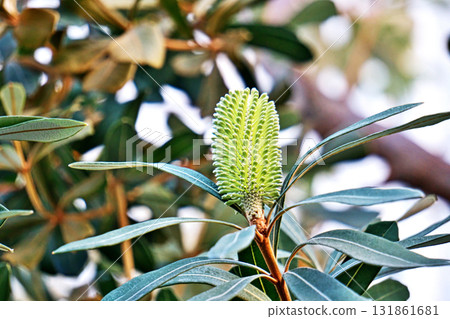 班克木花（秋季，十月） 131861681