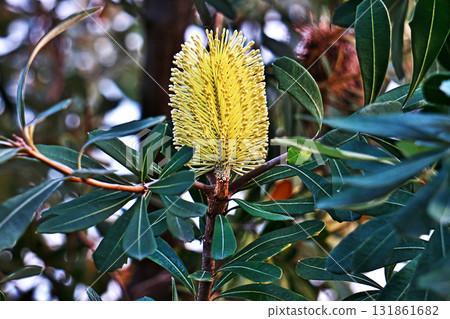 Banksia integrifolia flower (autumn, October) 131861682