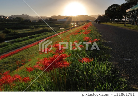群集孤挺花和日落 群集孤挺花和日落 131861791