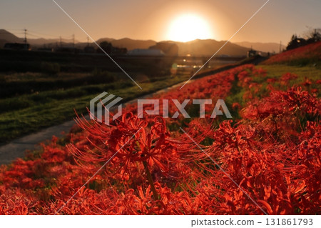 群集孤挺花和日落 131861793