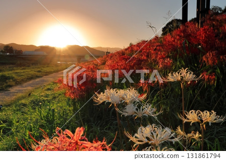 群集孤挺花和日落 131861794