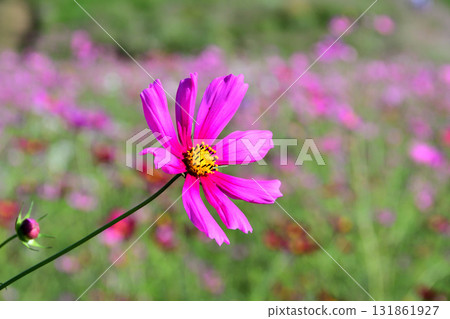 Cosmos 白木峰高原 Cosmos 白木峰高原 131861927