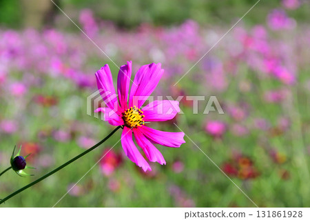 Cosmos, Shirakimine Plateau Cosmos, Shirakimine Plateau 131861928