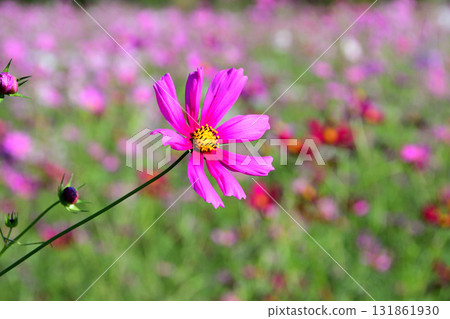 Cosmos 白木峰高原 131861930