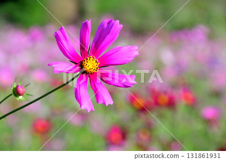 Cosmos, Shirakimine Plateau 131861931