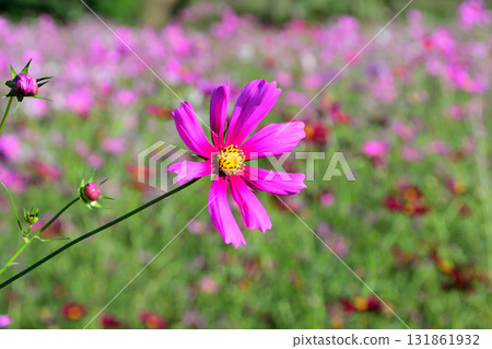 Cosmos 白木峰高原 131861932