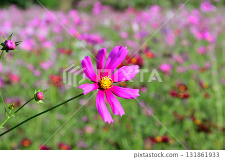 Cosmos, Shirakimine Plateau Cosmos, Shirakimine Plateau 131861933