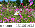 Cosmos, Shirakimine Plateau 131861938