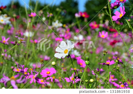 Cosmos 白木峰高原 131861938