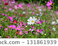 Cosmos, Shirakimine Plateau 131861939