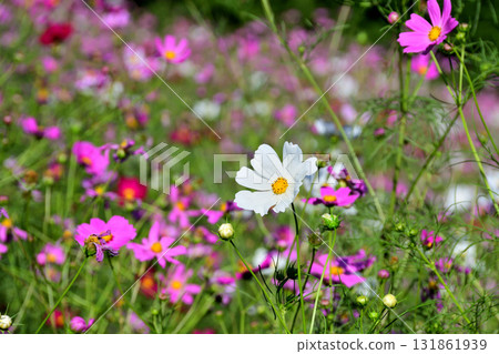 Cosmos, Shirakimine Plateau 131861939