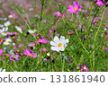 Cosmos, Shirakimine Plateau 131861940
