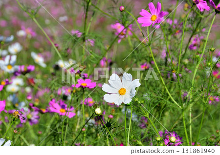 Cosmos 白木峰高原 131861940