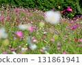 Cosmos, Shirakimine Plateau 131861941