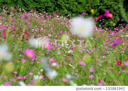 Cosmos 白木峰高原 131861941