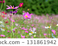 Cosmos, Shirakimine Plateau 131861942