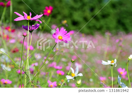 Cosmos, Shirakimine Plateau Cosmos, Shirakimine Plateau 131861942