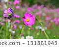 Cosmos, Shirakimine Plateau 131861943