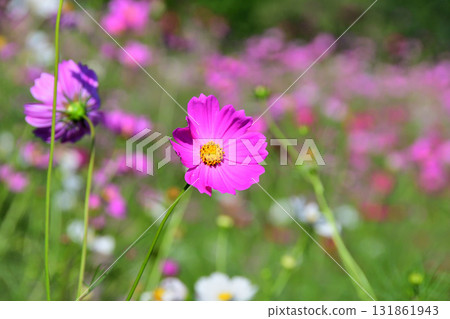 Cosmos, Shirakimine Plateau 131861943