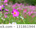 Cosmos, Shirakimine Plateau 131861944