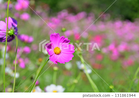 Cosmos, Shirakimine Plateau 131861944