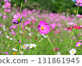 Cosmos, Shirakimine Plateau 131861945