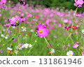 Cosmos, Shirakimine Plateau 131861946