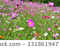Cosmos, Shirakimine Plateau 131861947