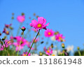Cosmos, Shirakimine Plateau 131861948