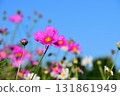 Cosmos, Shirakimine Plateau 131861949