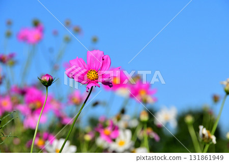 Cosmos, Shirakimine Plateau Cosmos, Shirakimine Plateau 131861949