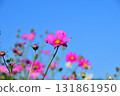 Cosmos, Shirakimine Plateau 131861950