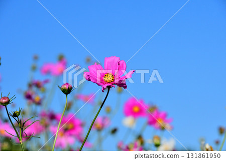 Cosmos, Shirakimine Plateau 131861950