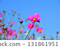 Cosmos, Shirakimine Plateau 131861951