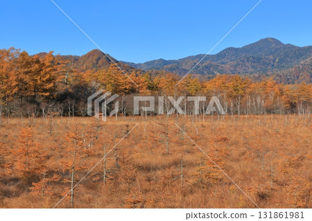 Autumn leaves at Senjogahara in Oku-Nikko Autumn leaves at Senjogahara in Oku-Nikko 131861981